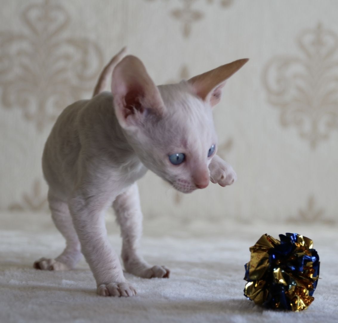Wunderschöne Cornish Rex Kitten