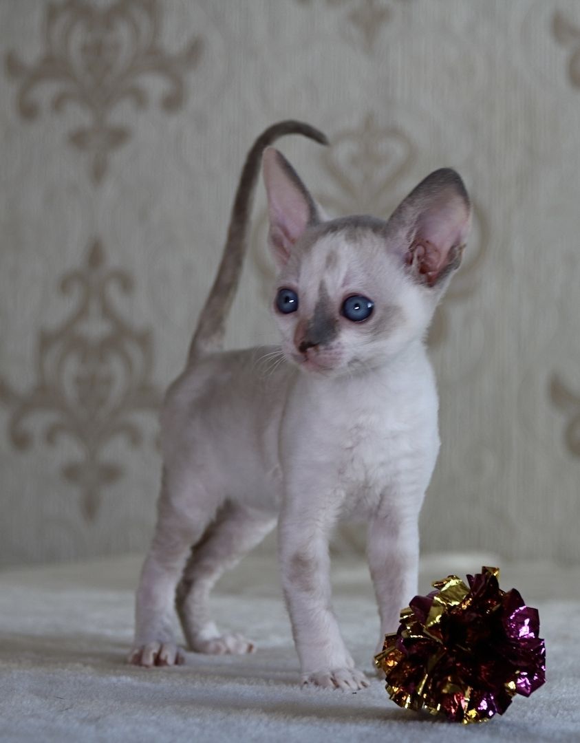 Wunderschöne Cornish Rex Kitten