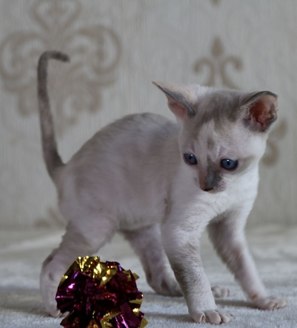 Wunderschöne Cornish Rex Kitten