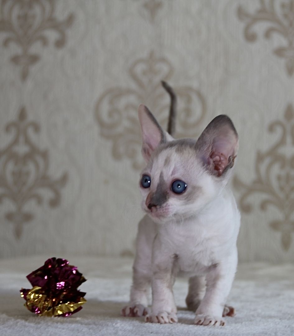 Wunderschöne Cornish Rex Kitten