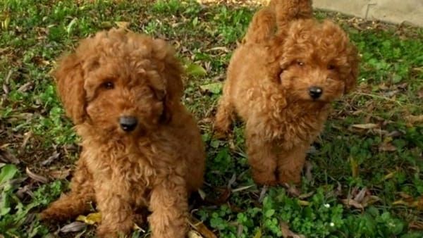 Toy Zwerg Pudel-Welpen