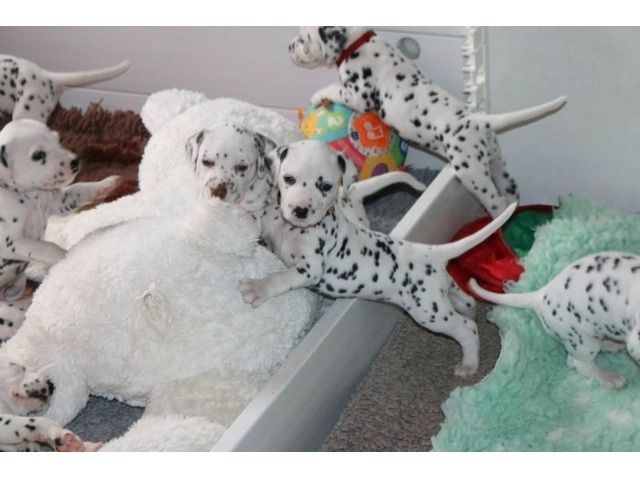 Dalmatiner Welpen
