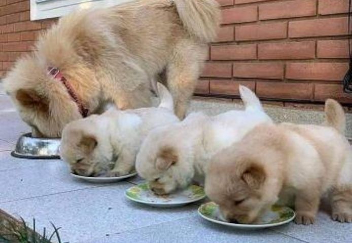 CHOW CHOW--Welpen- m-w