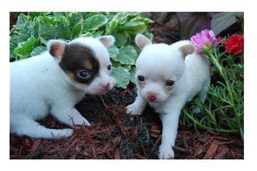 MINI chihuahua-Welpen