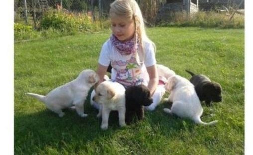 Labrador Dogge Welpen mw