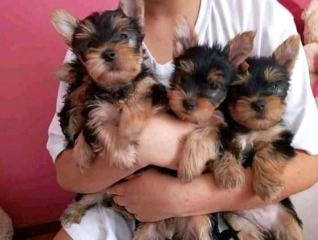 Yorkshire Terrier 12 Wochen