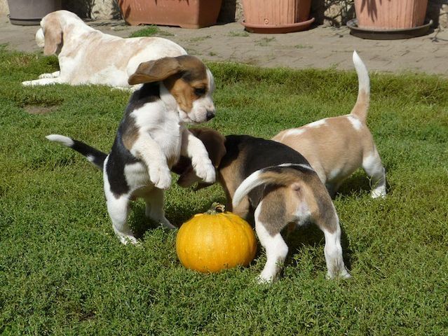 Männliche und weibliche Beagle welpen Männliche und weibliche Beagle welpen