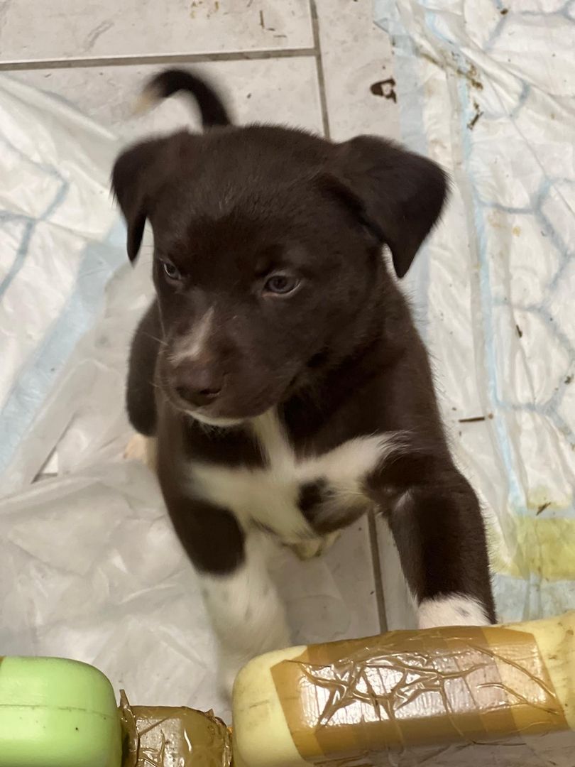 Husky Münsterländer mix