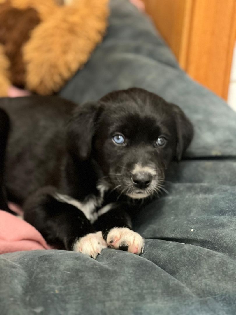 Husky Münsterländer mix