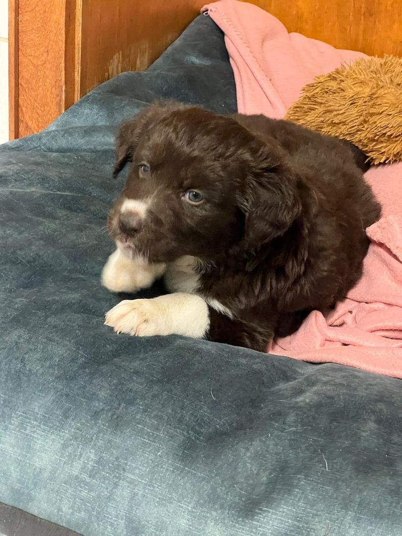 Husky Münsterländer mix