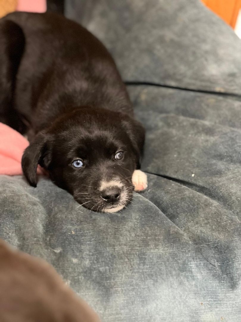 Husky Münsterländer mix