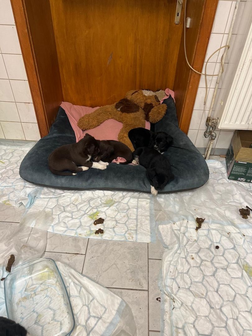 Husky Münsterländer mix