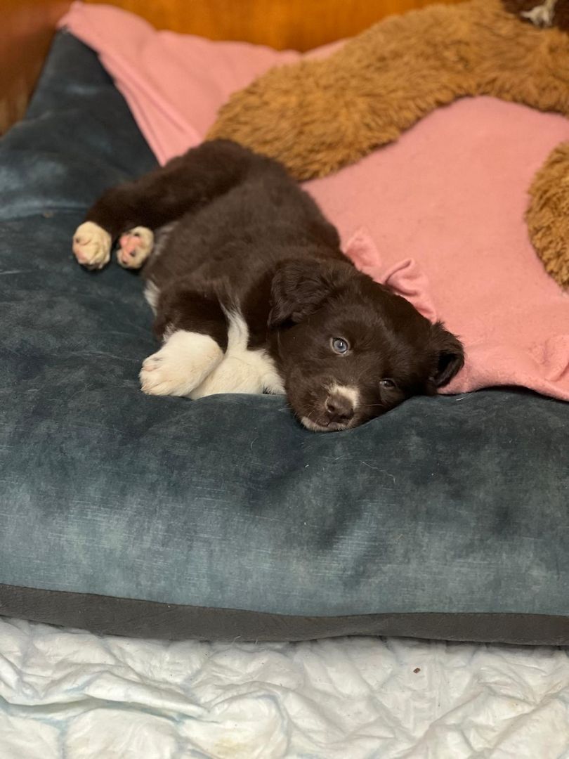 Husky Münsterländer mix