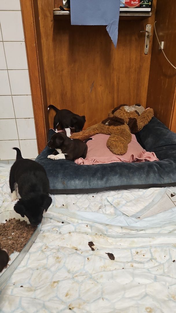 Husky Münsterländer mix