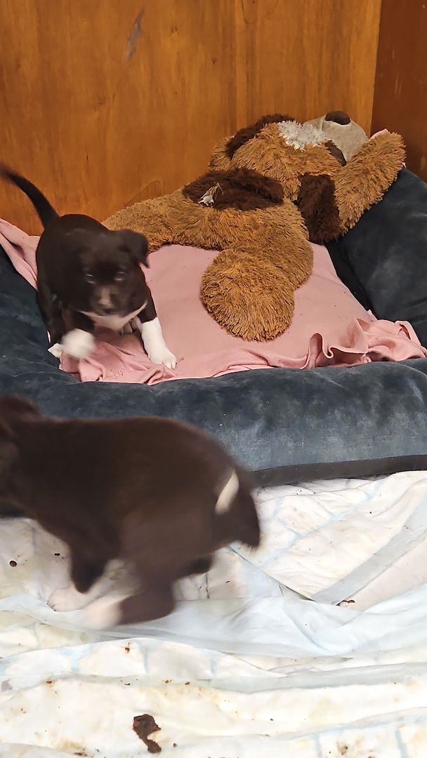 Husky Münsterländer mix