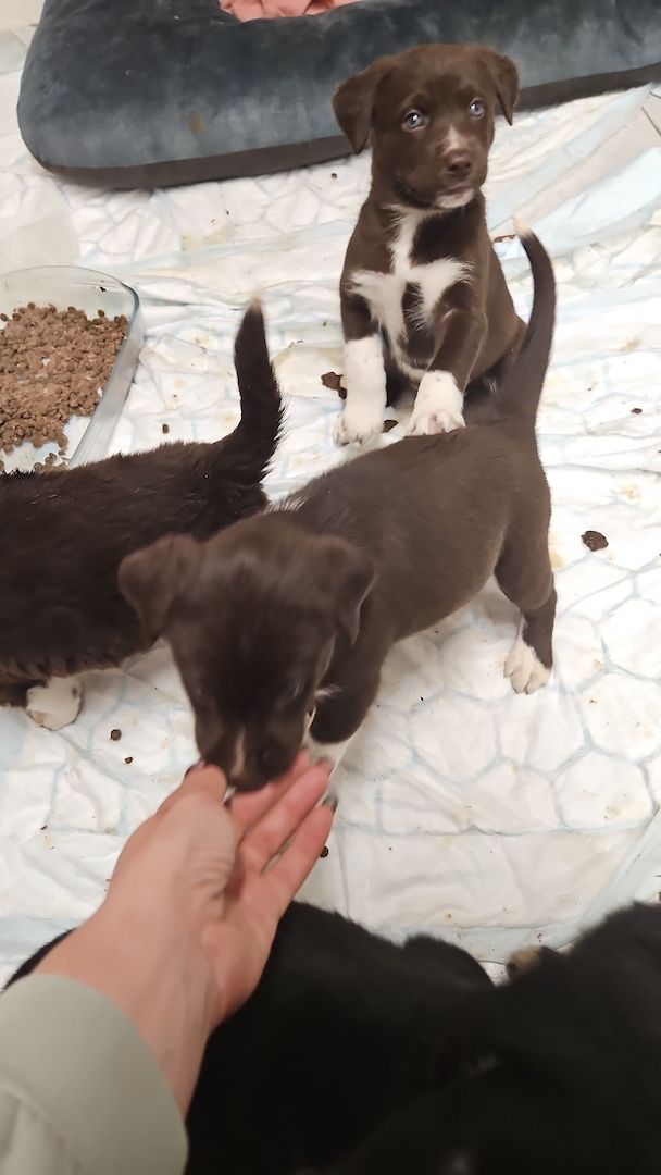 Husky Münsterländer mix