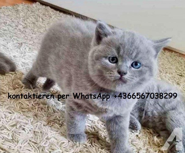 Gesunde und reinrassige Britisch Kurzhaar Kätzchen