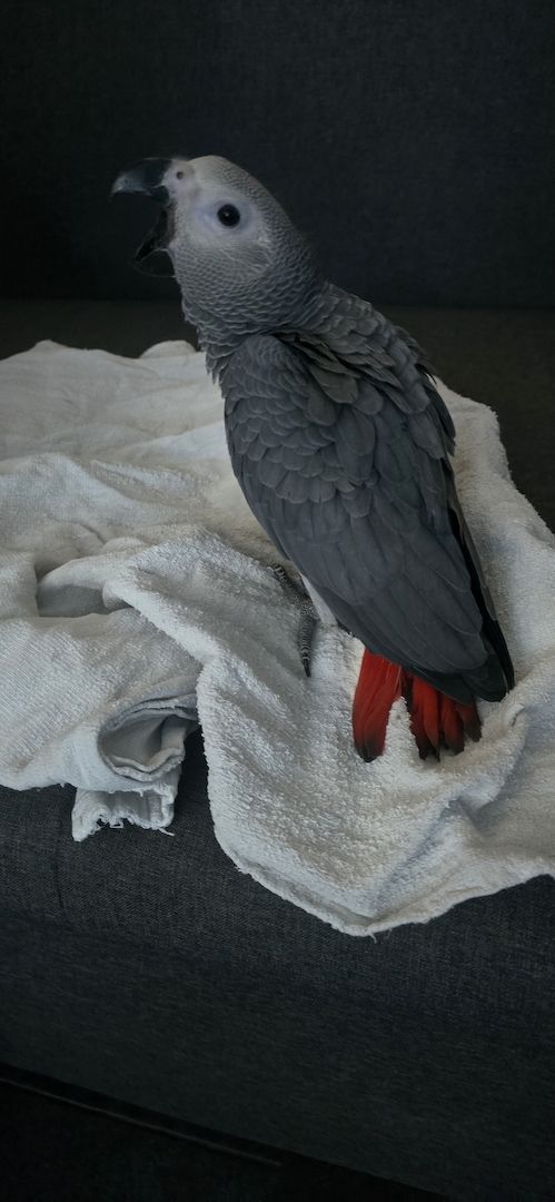 2 männliche (0,1) Graupapageien-Jungvögel mit Herkunftsnachweis aus Berlin – Abgabebereit 2 männliche (0,1) Graupapageien-Jungvögel mit Herkunftsnachweis aus Berlin – Abgabebereit