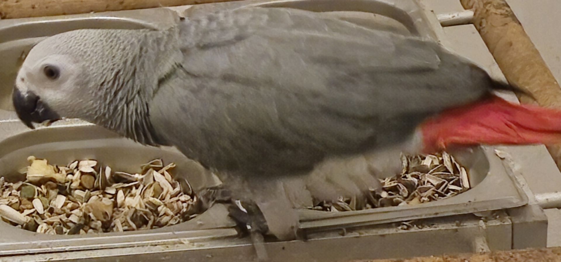 2 männliche (0,1) Graupapageien-Jungvögel mit Herkunftsnachweis aus Berlin – Abgabebereit 2 männliche (0,1) Graupapageien-Jungvögel mit Herkunftsnachweis aus Berlin – Abgabebereit