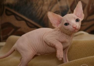 Schone Sphynx