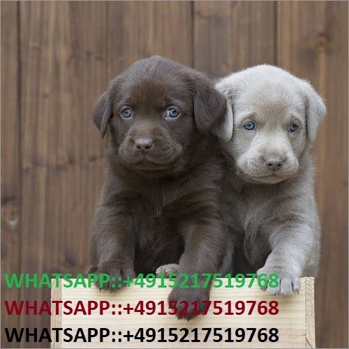 Wunderschöne Labradorwelpen mit Papieren