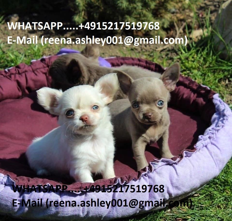 Super süße MINI chihuahua welpen mit Papieren *