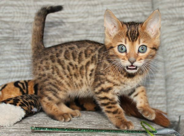 BENGAL-Kätzchen,