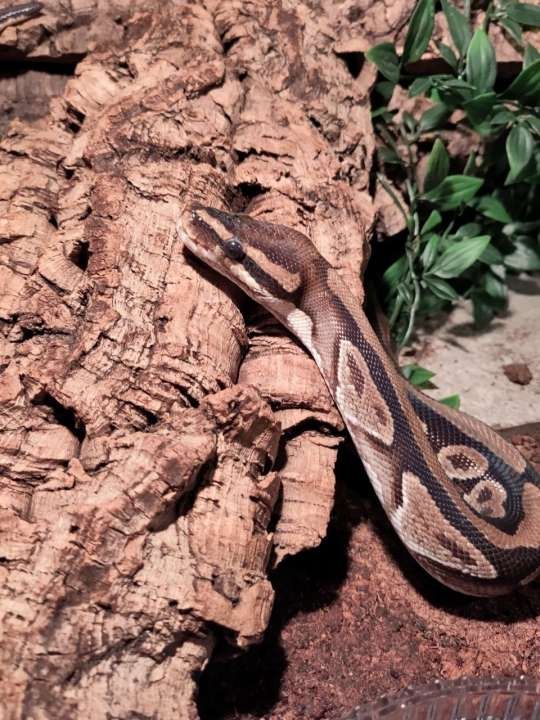 Weibl. Königspython Jg. ca. ´92