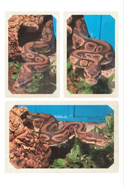 Weibl. Königspython Jg. ca. ´92