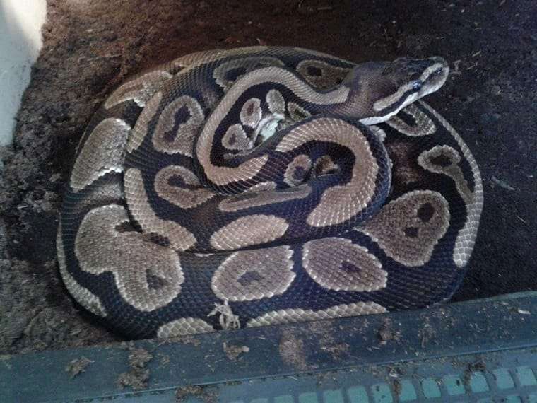 Weibl. Königspython Jg. ca. ´92