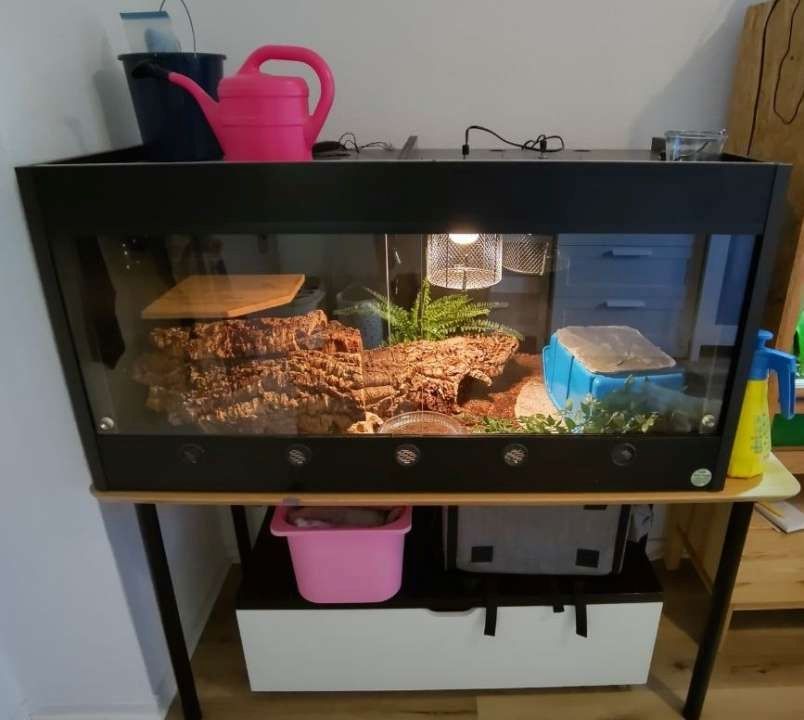 Weibl. Königspython Jg. ca. ´92