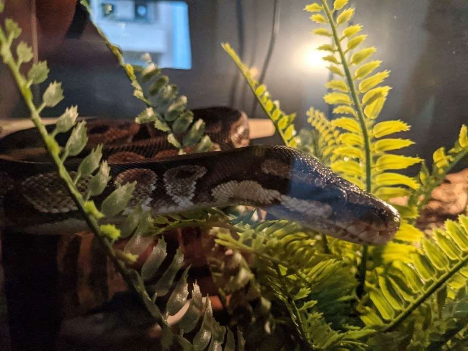 Weibl. Königspython Jg. ca. ´92