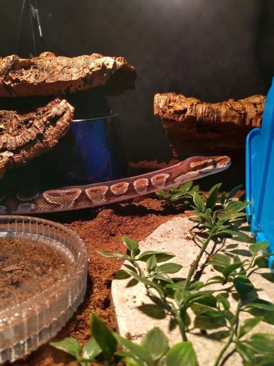 Weibl. Königspython Jg. ca. ´92