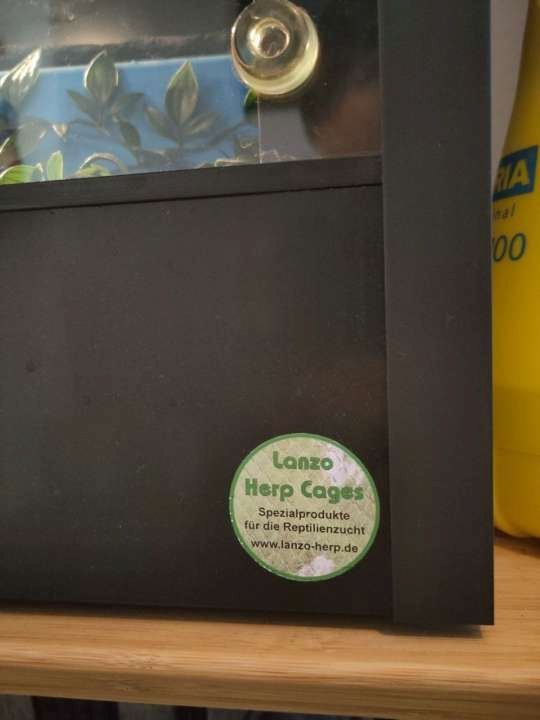 Weibl. Königspython Jg. ca. ´92