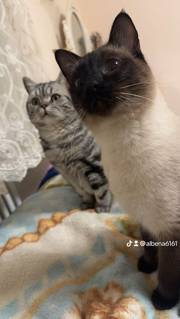 Wunderschöner Britisch Kurzhaar Kater wegen Umzug abzugeben