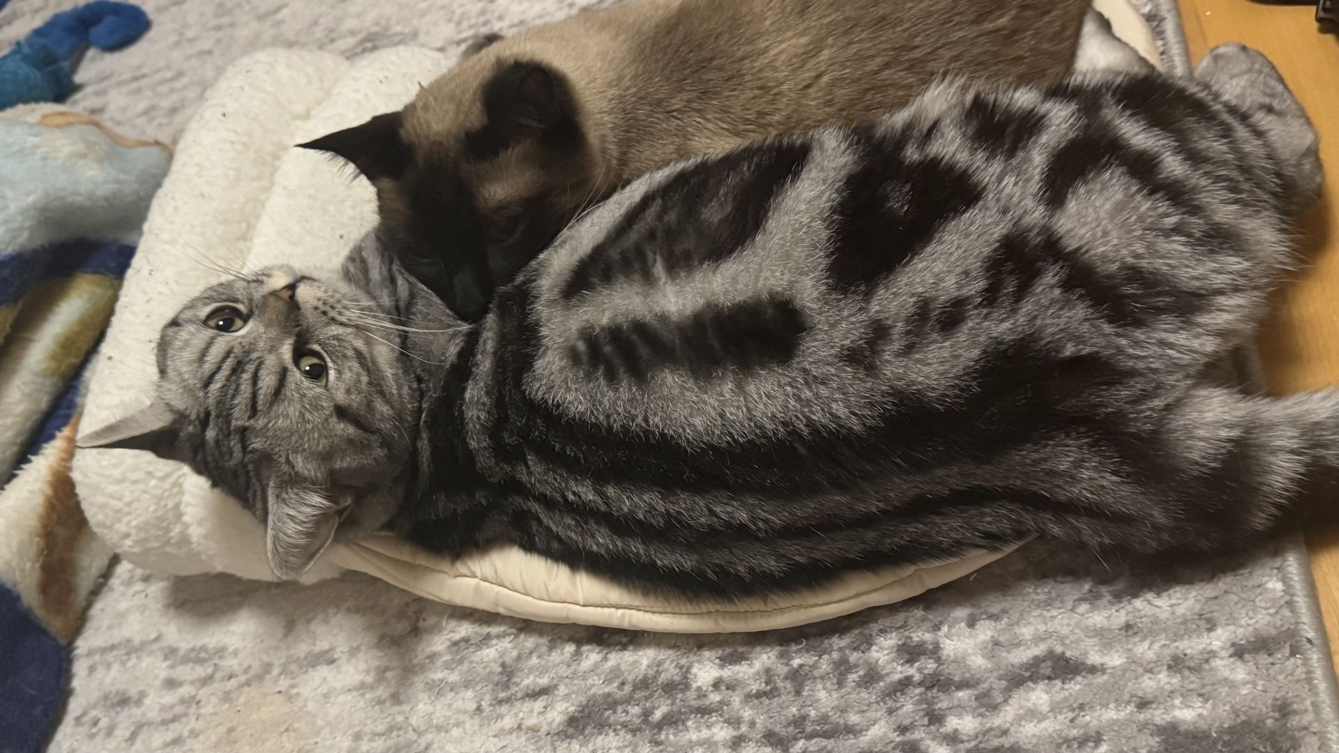 Wunderschöner Britisch Kurzhaar Kater wegen Umzug abzugeben