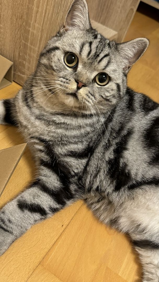 Wunderschöner Britisch Kurzhaar Kater wegen Umzug abzugeben