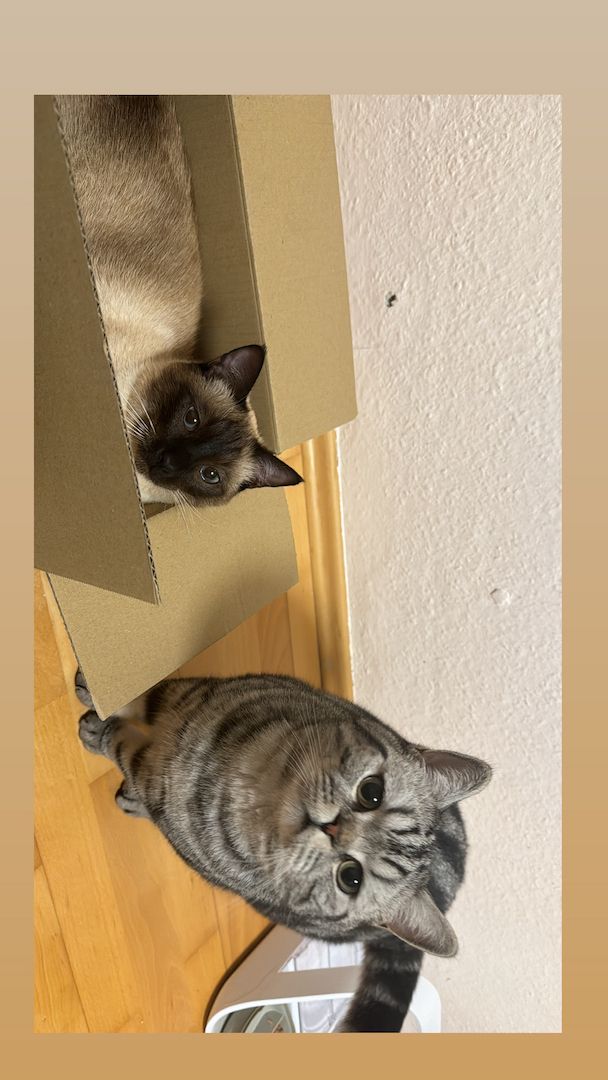 Wunderschöner Britisch Kurzhaar Kater wegen Umzug abzugeben