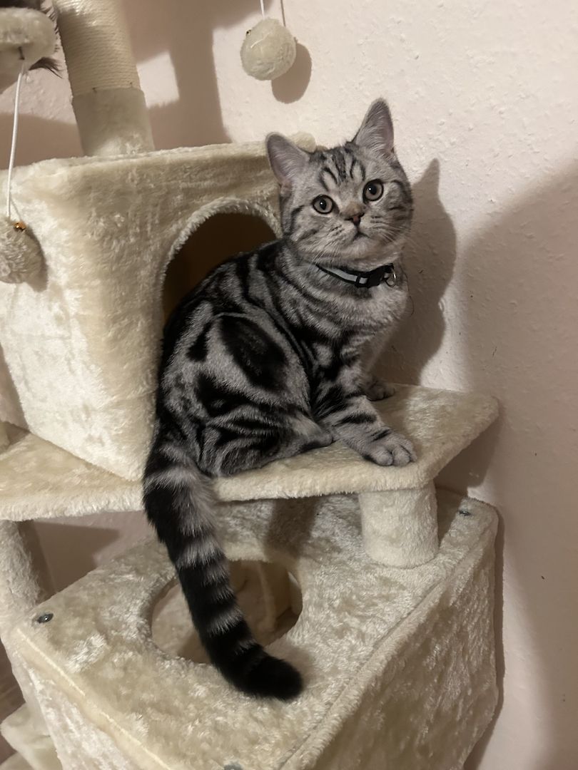 Wunderschöner Britisch Kurzhaar Kater wegen Umzug abzugeben