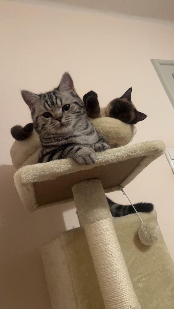 Wunderschöner Britisch Kurzhaar Kater wegen Umzug abzugeben