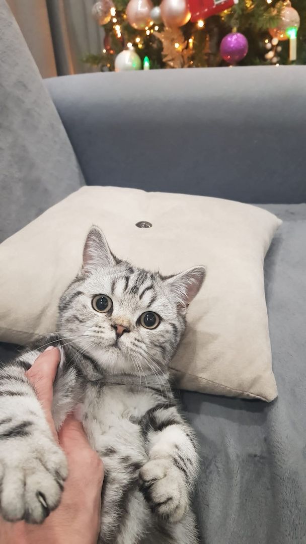 Wunderschöner Britisch Kurzhaar Kater wegen Umzug abzugeben