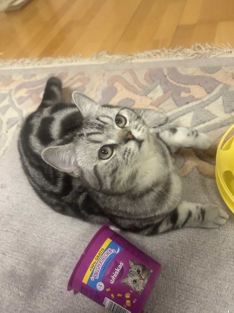 Wunderschöner Britisch Kurzhaar Kater wegen Umzug abzugeben