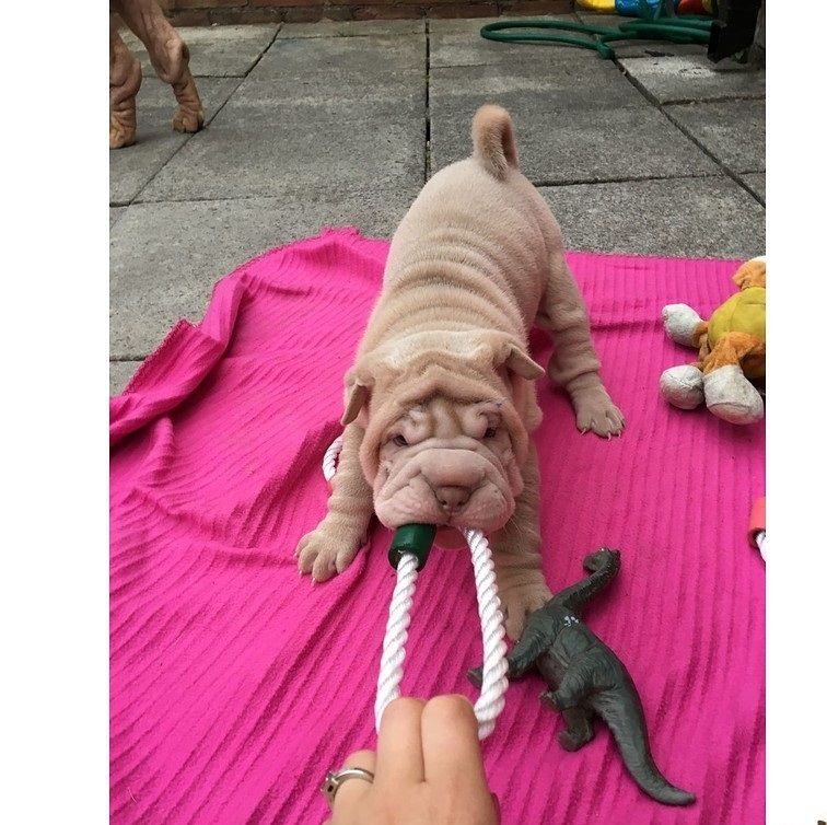 Schöne Shie-Pier-Welpen,,