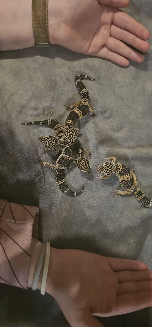4 Leopardgeckos