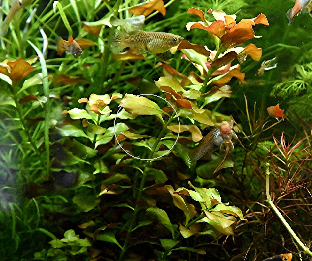 Bunte Ludwigie (Mesakana), Wasserpflanze, Versand/ Abholung Bunte Ludwigie (Mesakana), Wasserpflanze, Versand/ Abholung