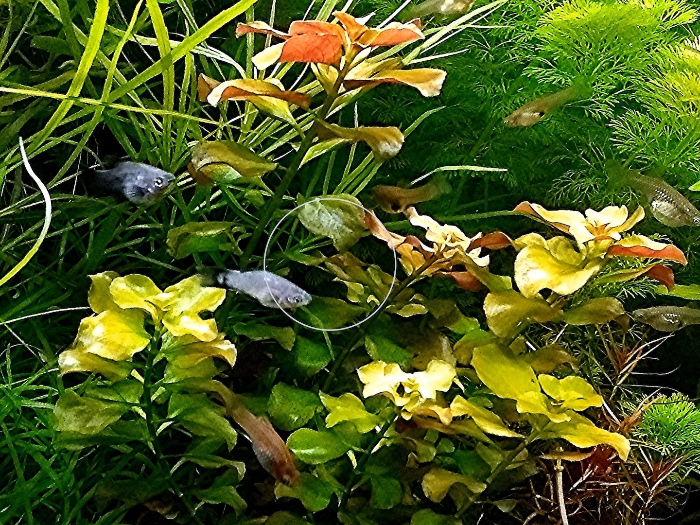 Bunte Ludwigie (Mesakana), Wasserpflanze, Versand/ Abholung Bunte Ludwigie (Mesakana), Wasserpflanze, Versand/ Abholung