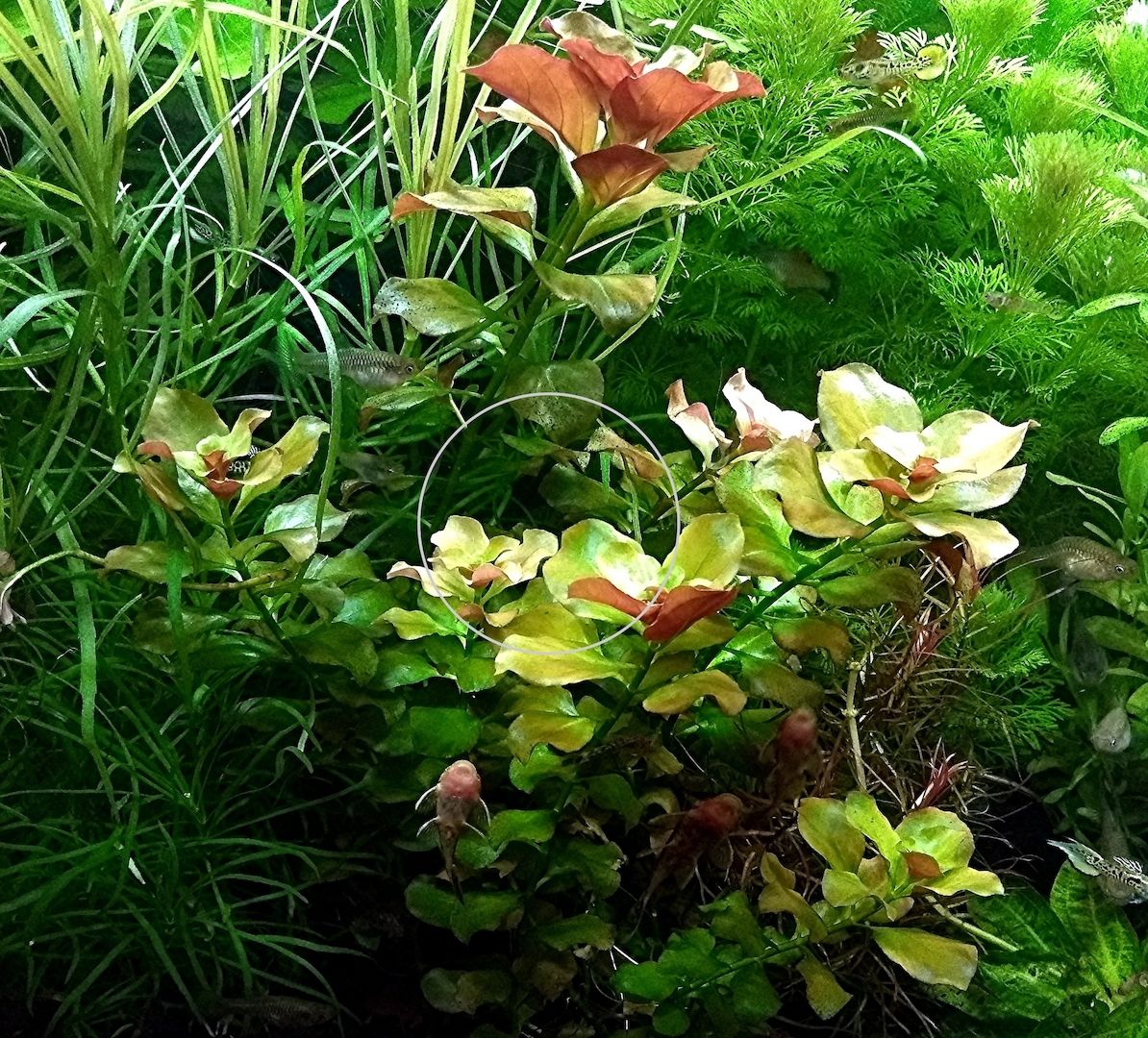 Bunte Ludwigie (Mesakana), Wasserpflanze, Versand/ Abholung Bunte Ludwigie (Mesakana), Wasserpflanze, Versand/ Abholung