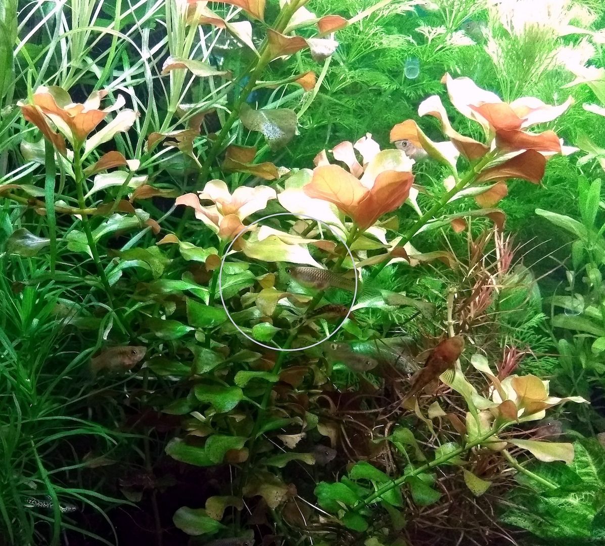 Bunte Ludwigie (Mesakana), Wasserpflanze, Versand/ Abholung Bunte Ludwigie (Mesakana), Wasserpflanze, Versand/ Abholung