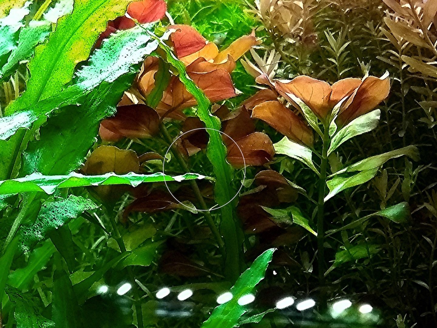 Bunte Ludwigie (Mesakana), Wasserpflanze, Versand/ Abholung Bunte Ludwigie (Mesakana), Wasserpflanze, Versand/ Abholung