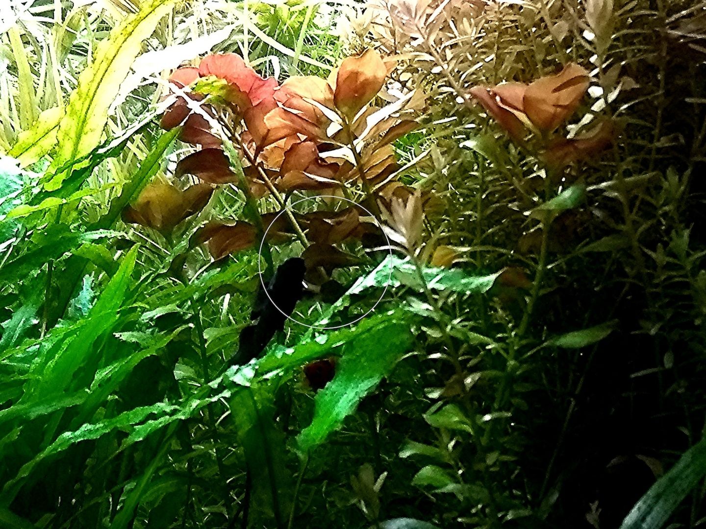 Bunte Ludwigie (Mesakana), Wasserpflanze, Versand/ Abholung Bunte Ludwigie (Mesakana), Wasserpflanze, Versand/ Abholung